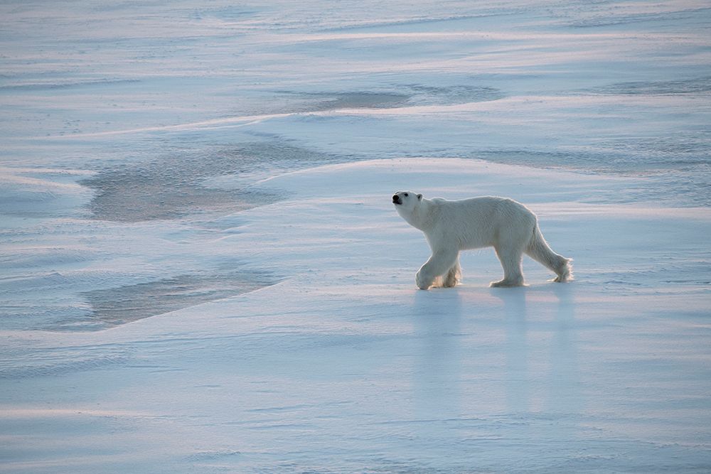 Wall Art Painting id:512584, Name: Norway-High Arctic Underweight polar bear on sea ice at dusk, Artist: Hopkins, Cindy Miller