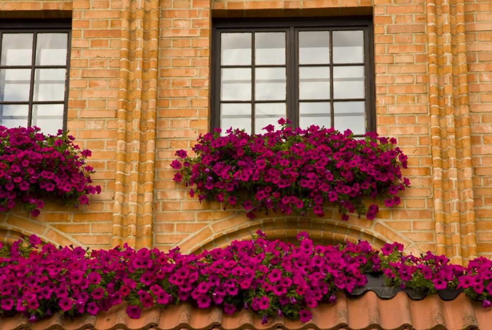 Wall Art Painting id:133574, Name: Poland, Gdansk Window boxes with purple petunias, Artist: Ross, Nancy ,  Steve