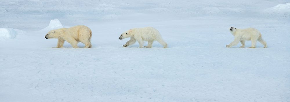 Wall Art Painting id:512594, Name: Russia-High Arctic-Franz Josef Land Polar bear female with two cubs on sea ice, Artist: Hopkins, Cindy Miller