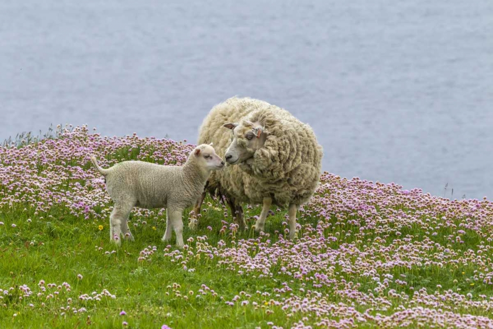 Wall Art Painting id:129535, Name: Scotland, Shetland Islands Ewe mother and lamb, Artist: Illg, Cathy and Gordon