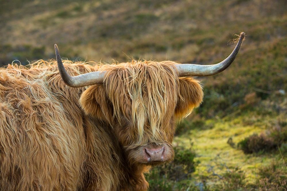 Wall Art Painting id:403469, Name: Scotland-The Isle of Skye Close-up of highland cow, Artist: Jaynes Gallery