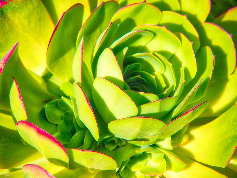 Wall Art Painting id:403580, Name: Closeup of a Succulent, Artist: Miller, Anna