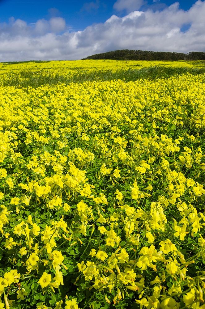 Wall Art Painting id:403581, Name: Field of Flowers, Artist: Miller, Anna