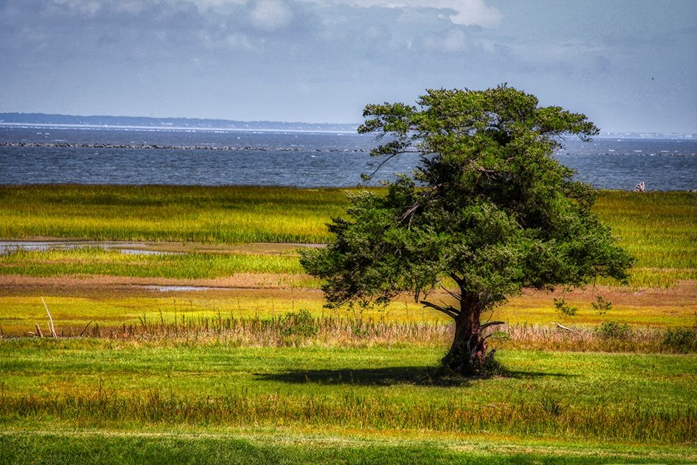 Wall Art Painting id:403582, Name: Lone Tree in Coastal Marshland, Artist: Miller, Anna