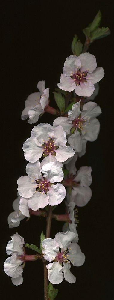 Wall Art Painting id:403584, Name: Cherry Blossom, Artist: Miller, Anna