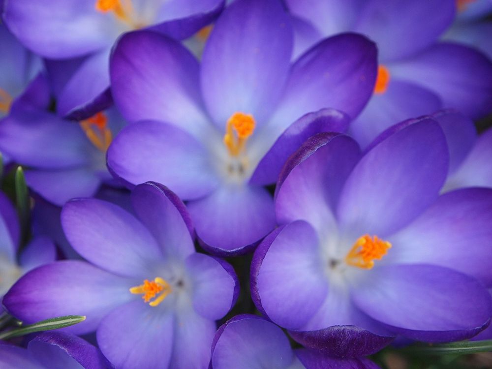 Wall Art Painting id:403587, Name: Purple Crocus Flowers, Artist: Miller, Anna