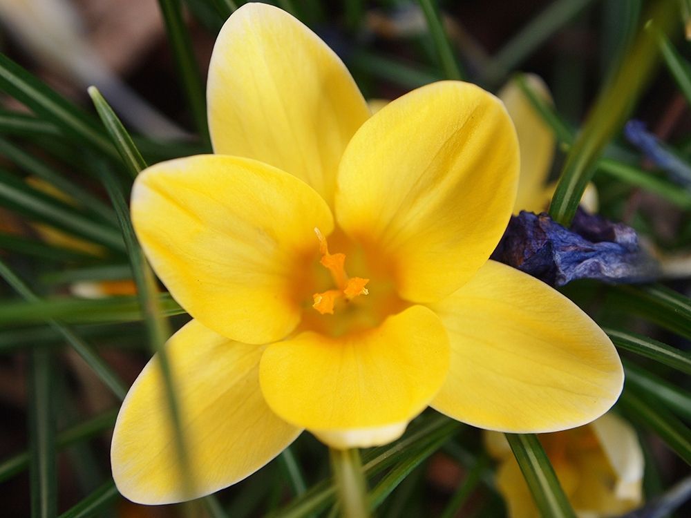 Wall Art Painting id:403589, Name: Yellow Crocus Flower, Artist: Miller, Anna