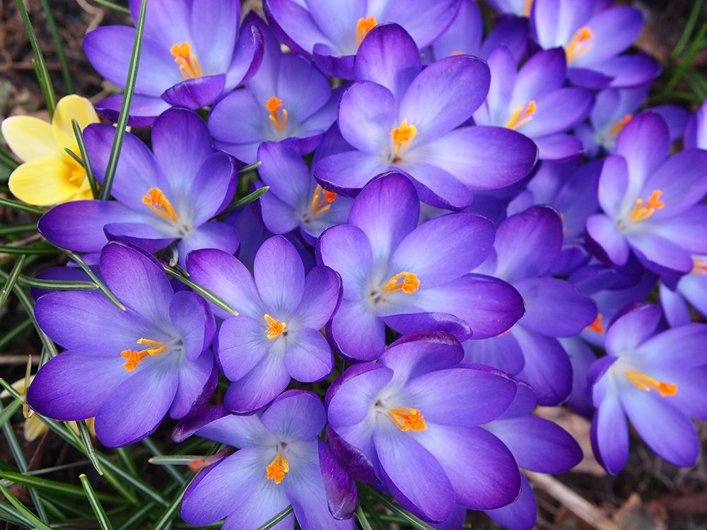 Wall Art Painting id:403593, Name: Purple Crocus Flowers, Artist: Miller, Anna