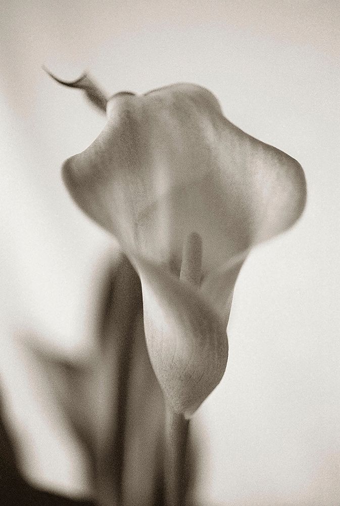 Wall Art Painting id:403597, Name: Sepia tone Calla Lily, Artist: Miller, Anna