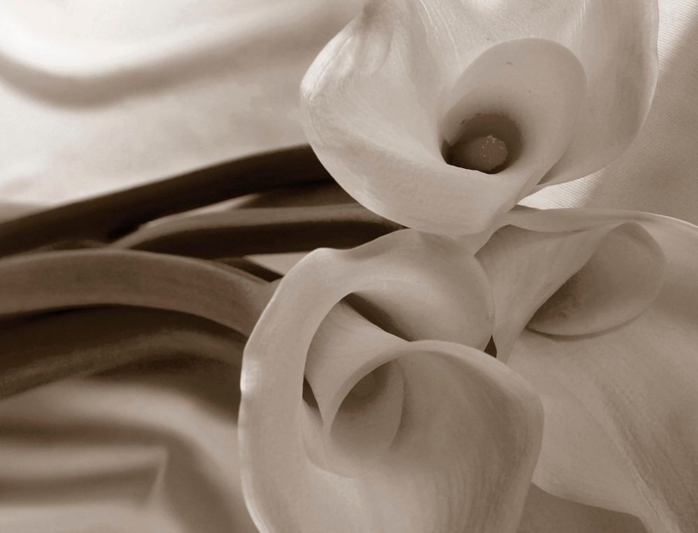 Wall Art Painting id:403598, Name: Sepia tone Calla Lily, Artist: Miller, Anna