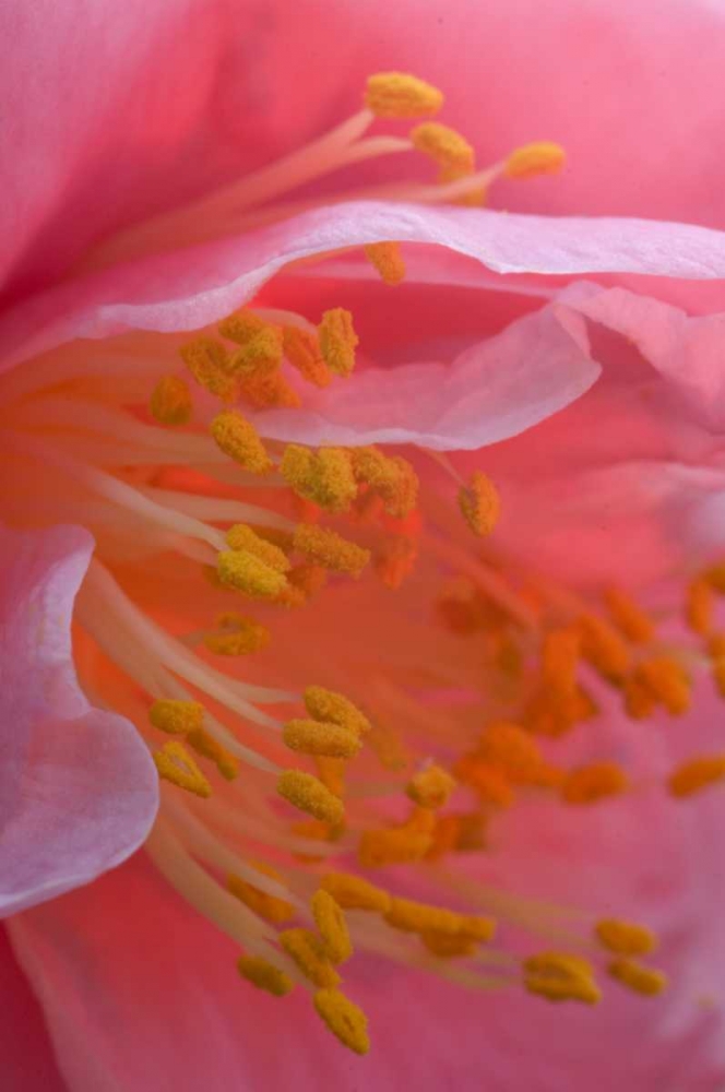 Wall Art Painting id:133622, Name: Camellia flower close-up, Artist: Rotenberg, Nancy