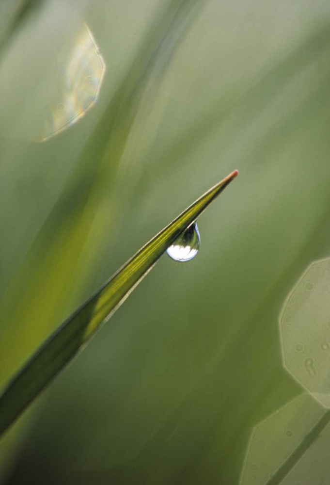 Wall Art Painting id:133637, Name: Blade of Grass with Dewdrop, Artist: Rotenberg, Nancy