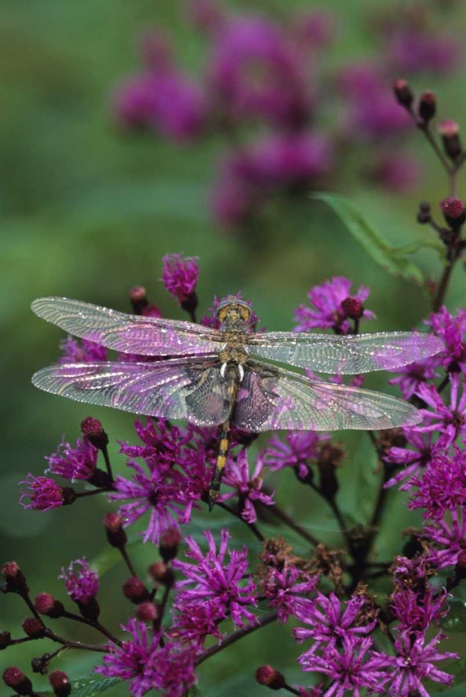 Wall Art Painting id:133628, Name: Dragonfly on Joe-Pye weed, Artist: Rotenberg, Nancy