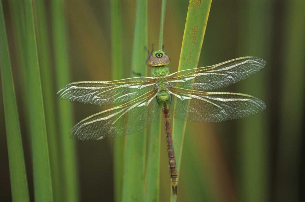 Wall Art Painting id:133653, Name: Green Darner dragonfly on Reeds, Artist: Rotenberg, Nancy