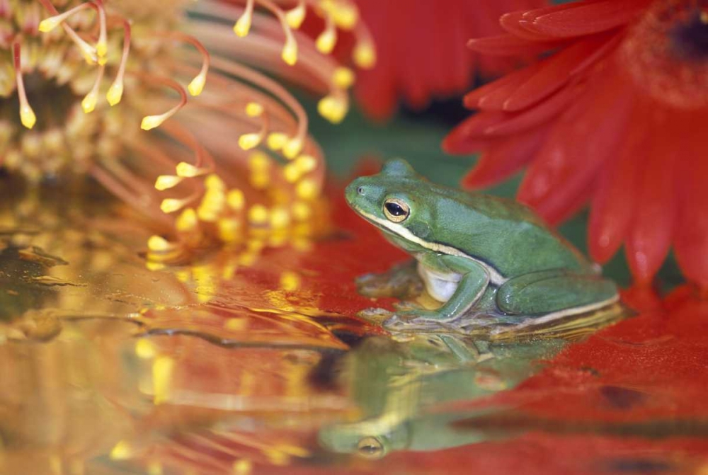 Wall Art Painting id:133672, Name: Frog and reflections among flowers, Artist: Rotenberg, Nancy