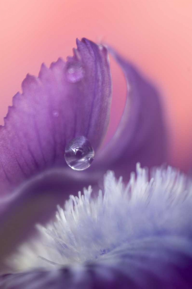 Wall Art Painting id:133611, Name: Iris Petal Close-up, Artist: Rotenberg, Nancy