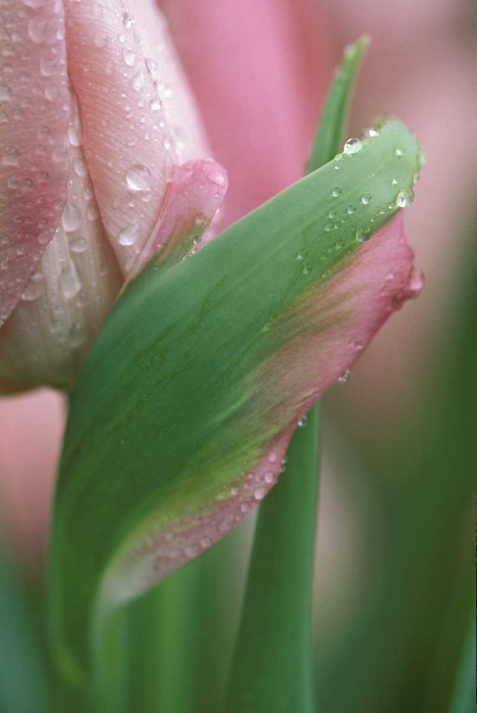 Wall Art Painting id:133646, Name: Pink tulip close-up, in garden, Artist: Rotenberg, Nancy