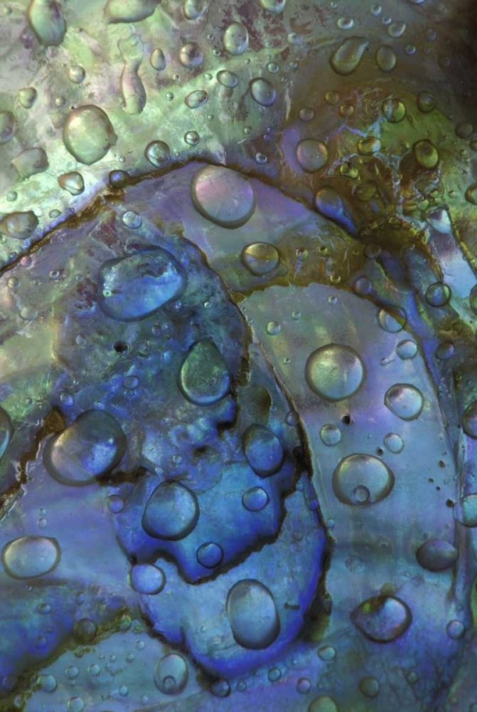 Wall Art Painting id:133648, Name: Abalone shell with water drops, Artist: Rotenberg, Nancy