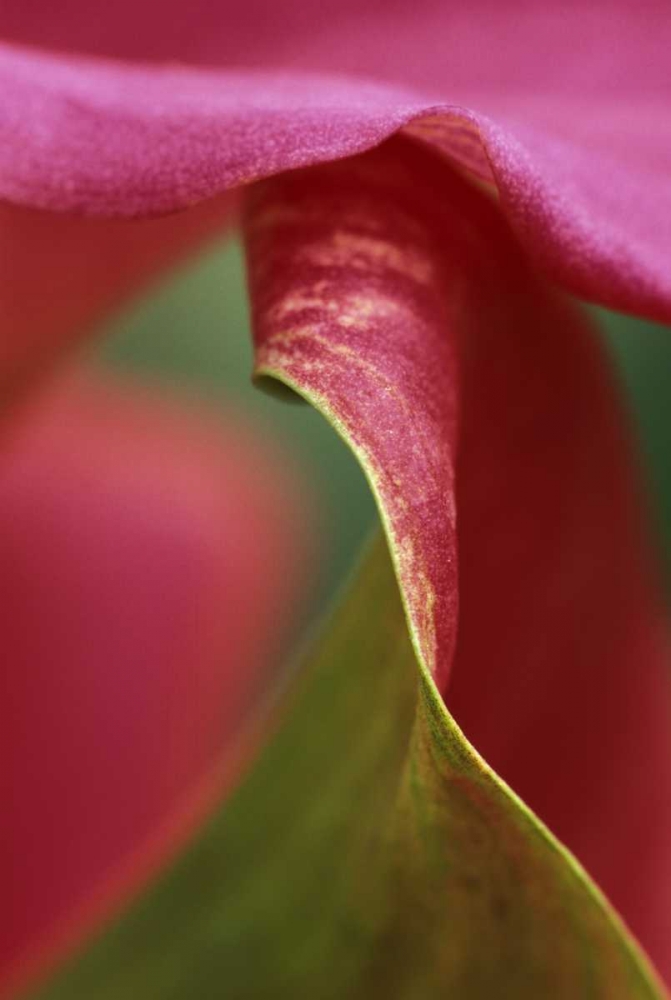 Wall Art Painting id:133629, Name: Pink calla lily, close-up, Artist: Rotenberg, Nancy