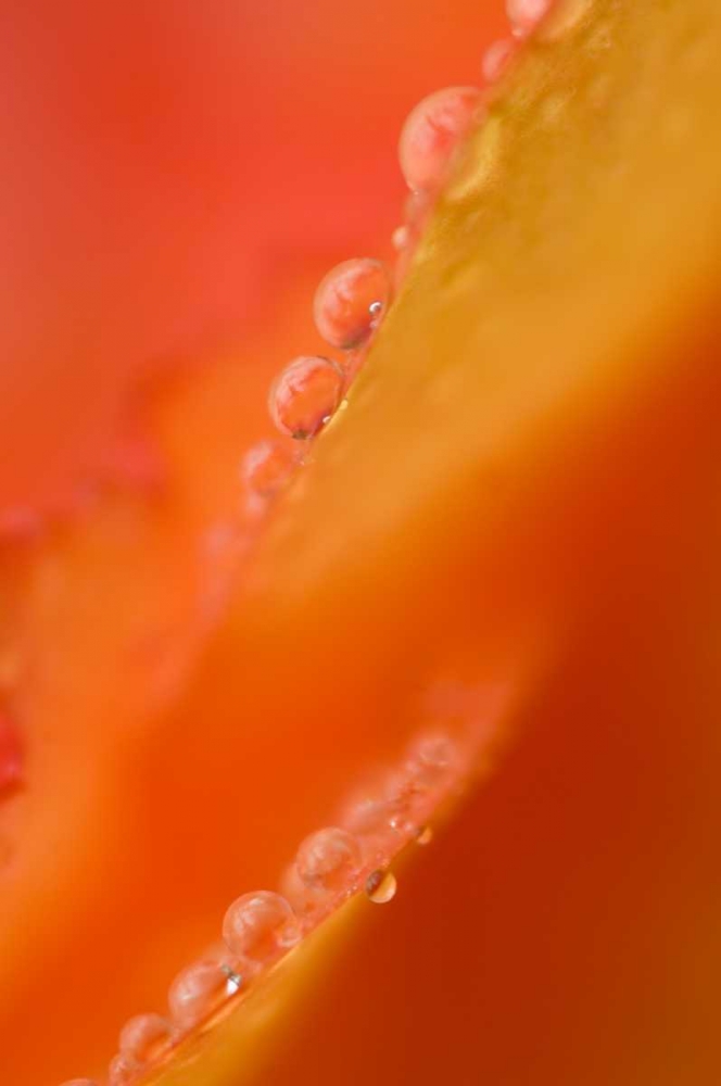 Wall Art Painting id:133649, Name: Petals with dew drops close-up, Artist: Rotenberg, Nancy