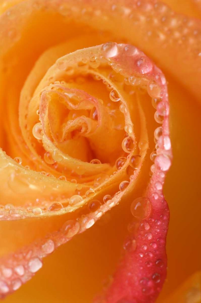 Wall Art Painting id:133616, Name: Rose close-up with dew, Artist: Rotenberg, Nancy