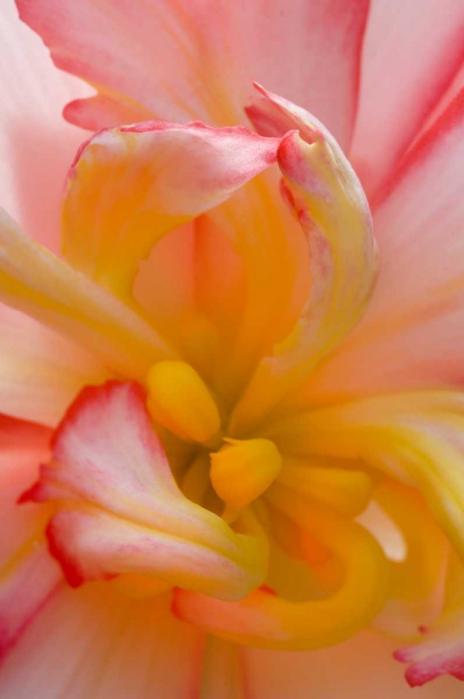 Wall Art Painting id:133623, Name: Begonia close-up pattern, Artist: Rotenberg, Nancy