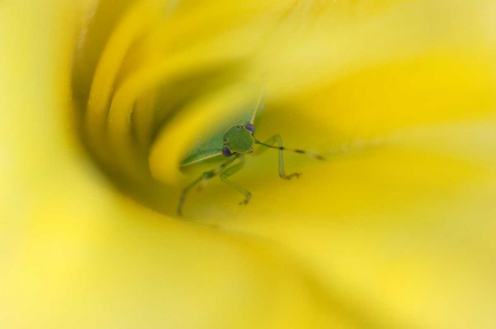 Wall Art Painting id:133609, Name: Shield Bug in Lily, Artist: Rotenberg, Nancy