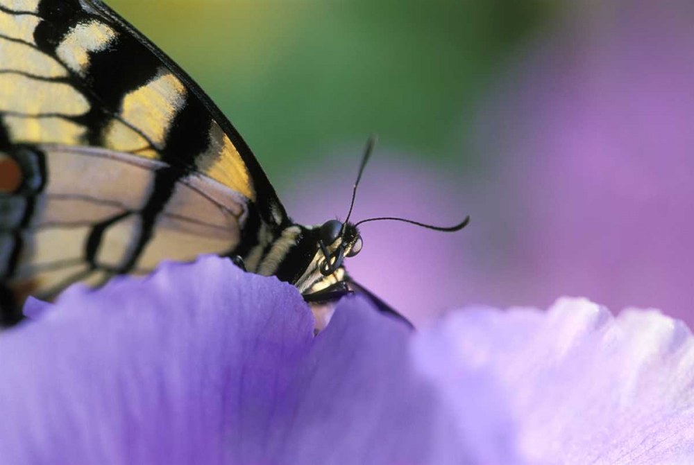 Wall Art Painting id:133785, Name: Swallowtail Butterfly on Petunia in Garden, Artist: Rotenberg, Nancy