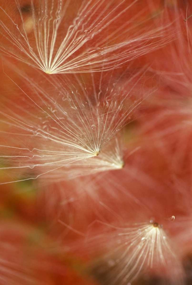 Wall Art Painting id:133625, Name: Seedheads Flying in Fall, Artist: Rotenberg, Nancy