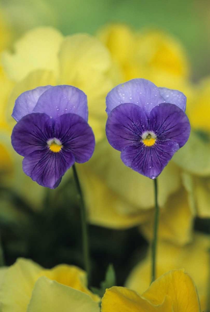 Wall Art Painting id:133632, Name: Two Pansy Faces in Garden, Artist: Rotenberg, Nancy