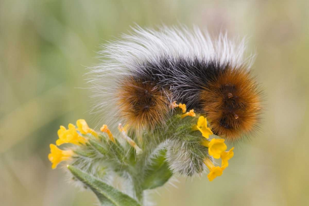 Wall Art Painting id:131713, Name: Close-up of caterpillar on flower, Artist: Paulson, Don