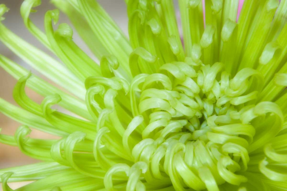 Wall Art Painting id:131699, Name: Close-up of spider chrysanthemum, Artist: Paulson, Don