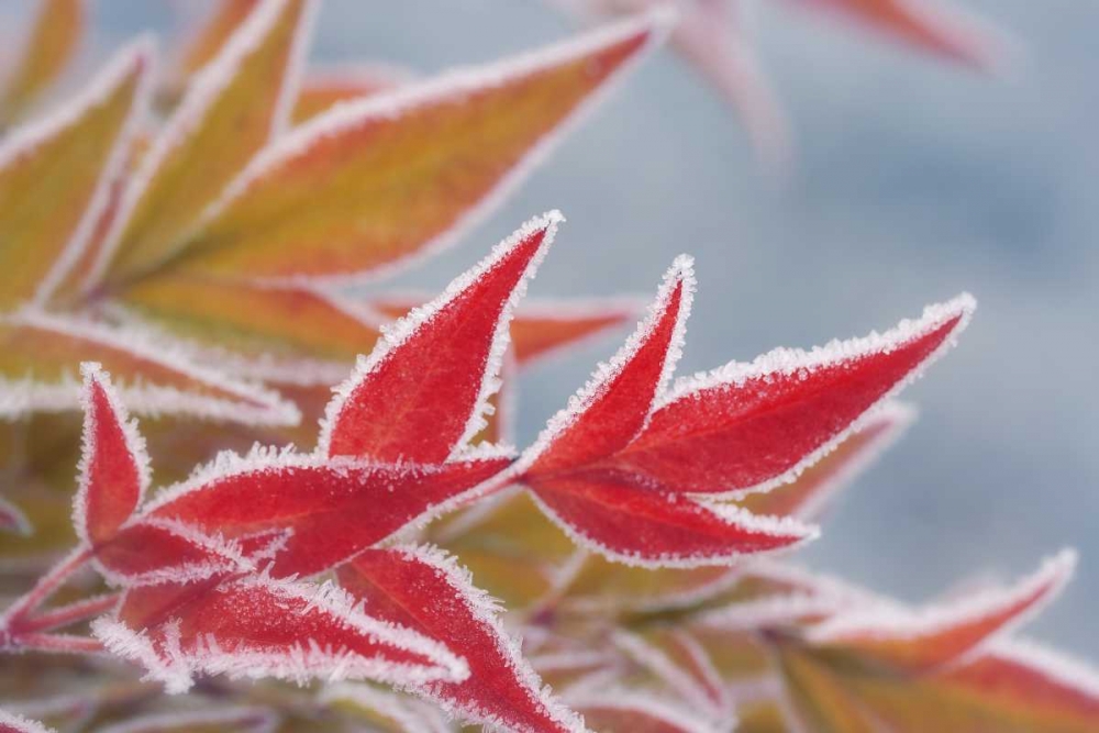 Wall Art Painting id:131675, Name: Frost-rimmed leaves in winter, Artist: Paulson, Don