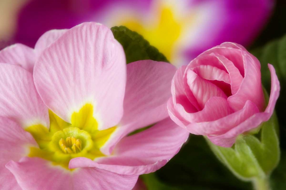 Wall Art Painting id:131660, Name: Detail of primrose blossoms, Artist: Paulson, Don