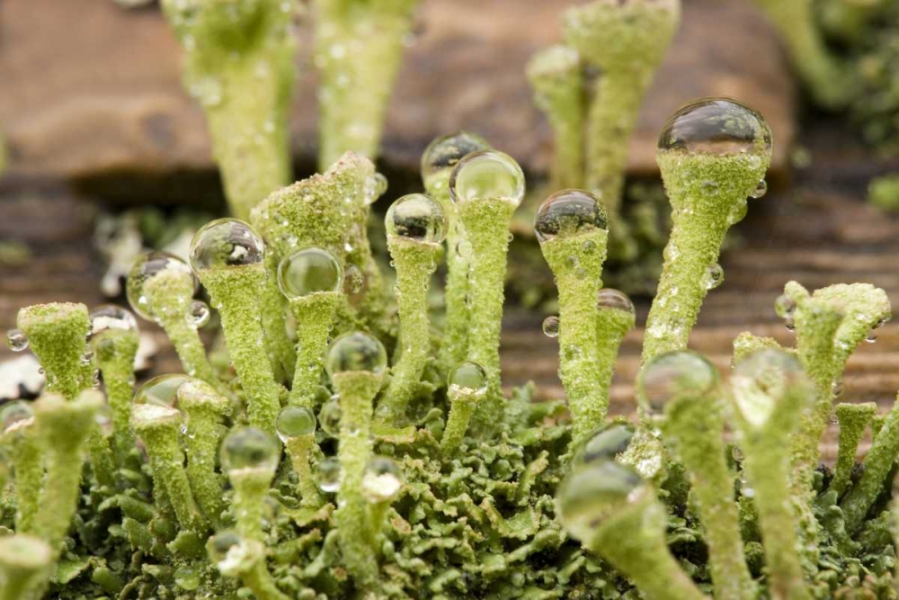 Wall Art Painting id:131676, Name: Detail of raindrops on lichen, Artist: Paulson, Don