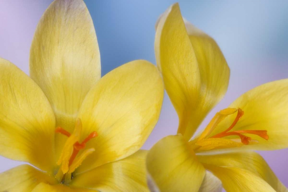 Wall Art Painting id:131714, Name: Detail of yellow crocus in spring, Artist: Paulson, Don