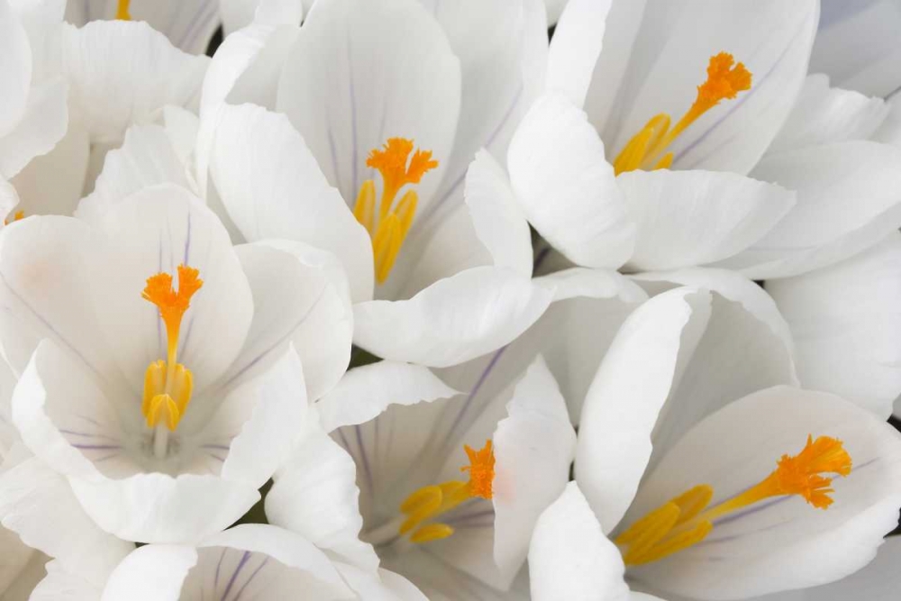 Wall Art Painting id:131700, Name: Detail of white crocus in spring, Artist: Paulson, Don