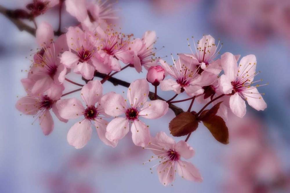 Wall Art Painting id:131789, Name: Close-up of cherry blossoms or sakura, Artist: Paulson, Don