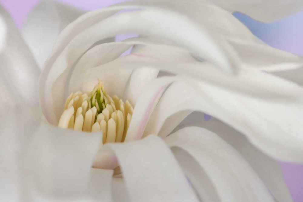 Wall Art Painting id:131684, Name: Detail of star magnolia flower, Artist: Paulson, Don