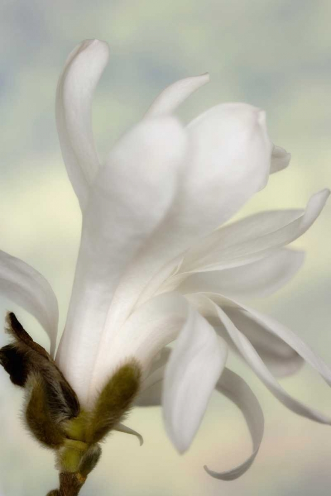 Wall Art Painting id:131677, Name: A single star magnolia flower, Artist: Paulson, Don