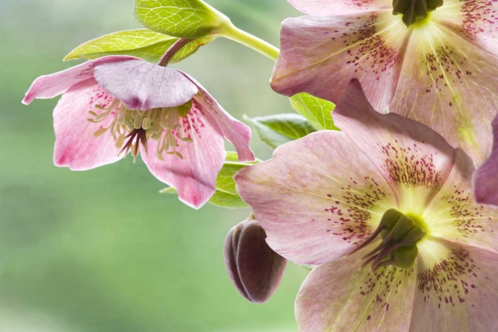 Wall Art Painting id:131790, Name: Close-up of hellebore flowers and bud, Artist: Paulson, Don