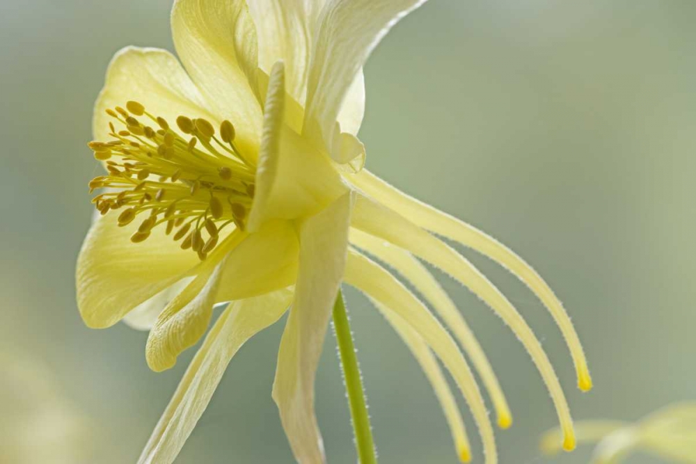 Wall Art Painting id:131744, Name: Close-up of yellow columbine flower, Artist: Paulson, Don