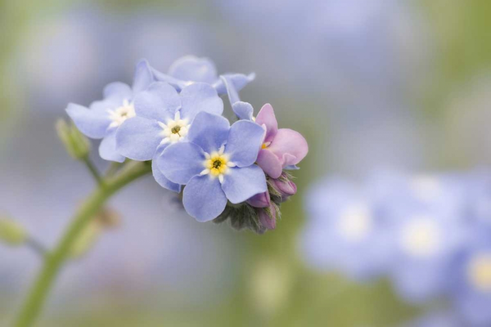 Wall Art Painting id:131791, Name: Close-up of forget-me-not in a garden, Artist: Paulson, Don