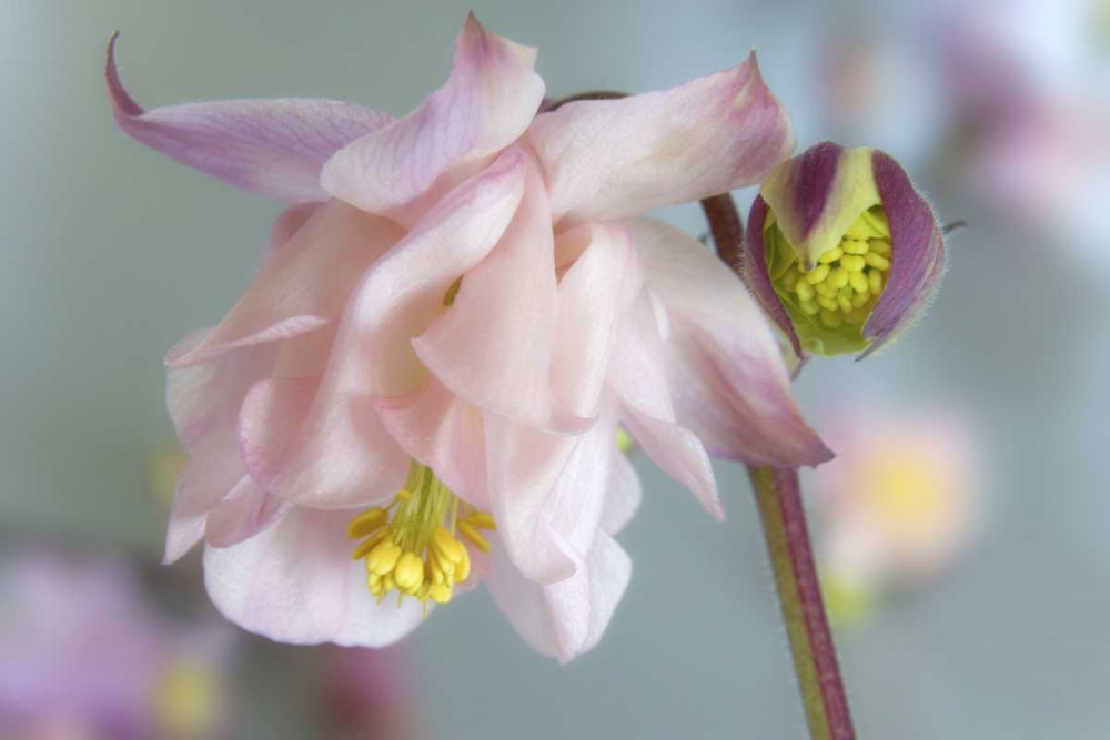 Wall Art Painting id:131678, Name: Close-up of columbine flowers, Artist: Paulson, Don