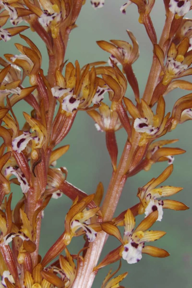 Wall Art Painting id:131770, Name: Close-up of spotted coralroot orchid, Artist: Paulson, Don