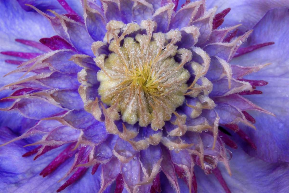 Wall Art Painting id:131668, Name: Close-up of clematis blossom, Artist: Paulson, Don