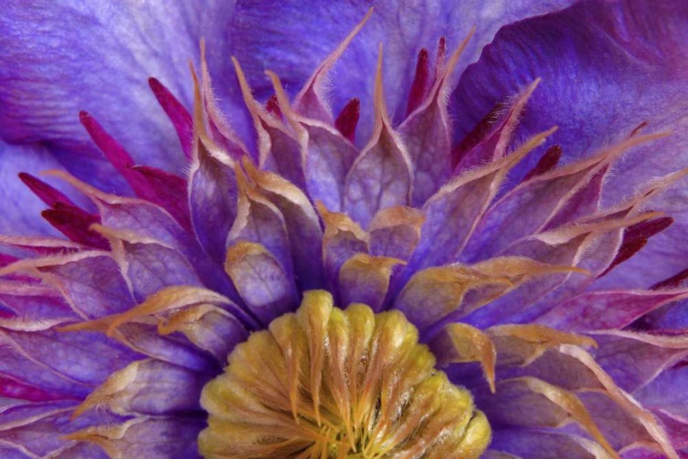 Wall Art Painting id:131771, Name: Close-up of part of clematis blossom, Artist: Paulson, Don