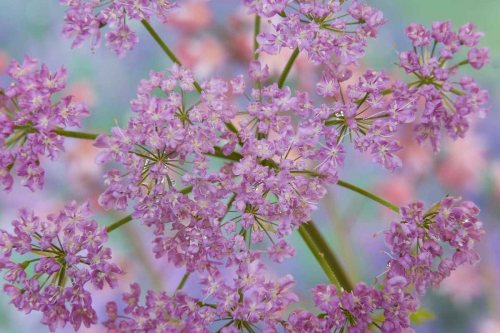 Wall Art Painting id:131715, Name: Close-up of hairy chervil flowers, Artist: Paulson, Don