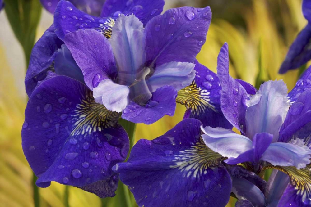 Wall Art Painting id:131732, Name: Close-up of iris flowers in garden, Artist: Paulson, Don