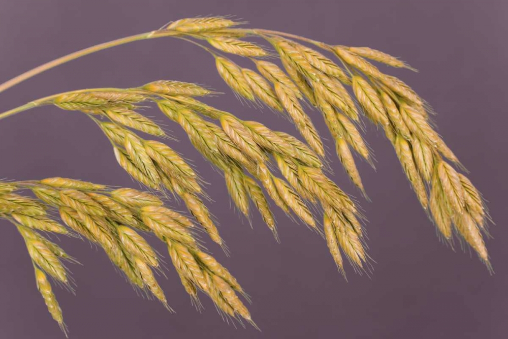 Wall Art Painting id:131663, Name: Close-up of grass seedheads, Artist: Paulson, Don